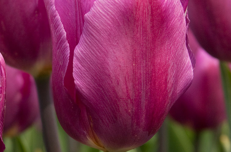 Purple Flag - Tulp